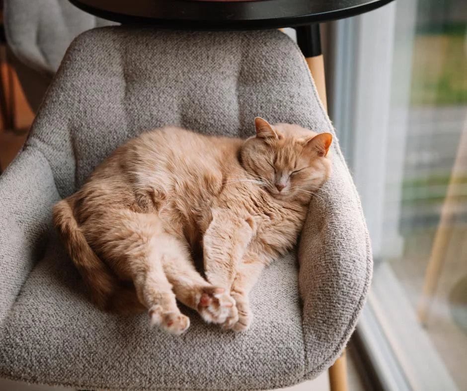 Un moment de calme pour votre chat